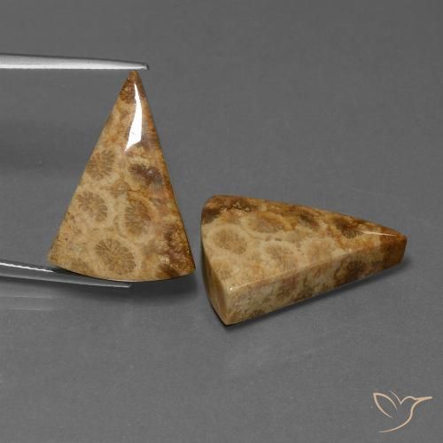 29.28ctw Natürlicher Mehrfarbig Korallen-Fossil, Trillion, Lichtundurchlässig