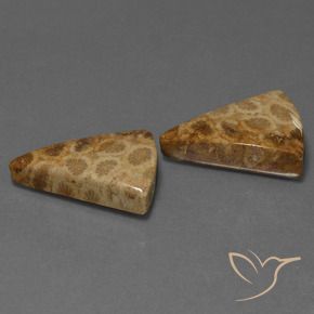 29.28 ct natürliche Mehrfarbig Korallen-Fossil-Edelsteine, Trillion, Lichtundurchlässig