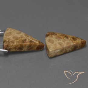 29.28 ct natürliche Mehrfarbig Korallen-Fossil-Edelsteine, Trillion, Lichtundurchlässig