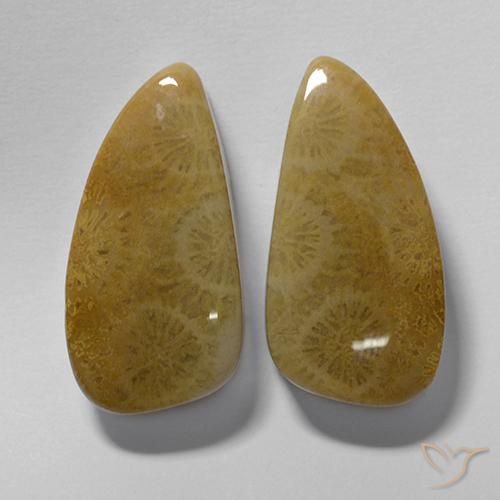 20.19ctw Natürlicher Mehrfarbig Korallen-Fossil, Fantasie, Lichtundurchlässig