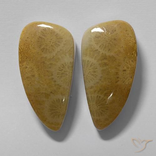 20.19 ct natürliche Mehrfarbig Korallen-Fossil-Edelsteine, Fantasie, Lichtundurchlässig