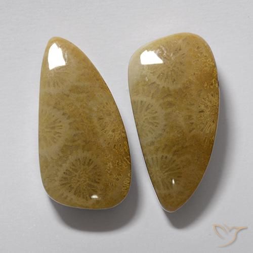 20.19 ct natürliche Mehrfarbig Korallen-Fossil-Edelsteine, Fantasie, Lichtundurchlässig
