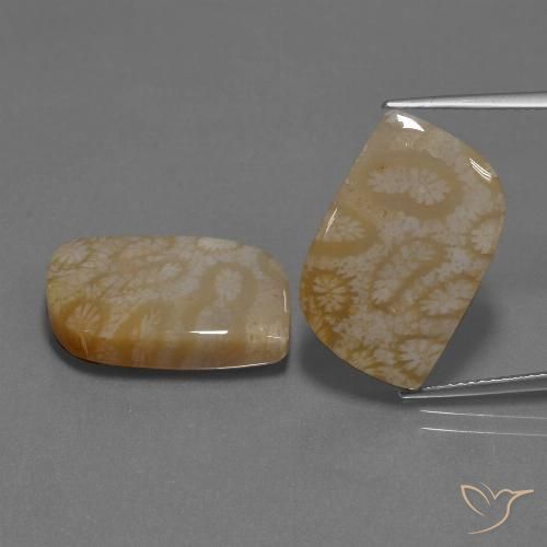 25.76ctw Natürlicher Mehrfarbig Korallen-Fossil, Fantasie, Lichtundurchlässig