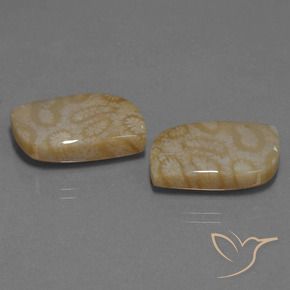 25.76 ct natürliche Mehrfarbig Korallen-Fossil-Edelsteine, Fantasie, Lichtundurchlässig