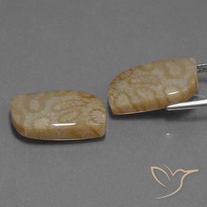 25.76 ct natürliche Mehrfarbig Korallen-Fossil-Edelsteine, Fantasie, Lichtundurchlässig