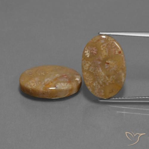 15.40ctw Natürlicher Mehrfarbig Korallen-Fossil, Oval, Lichtundurchlässig