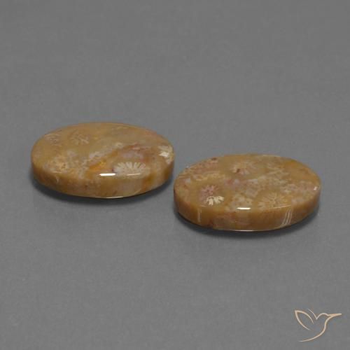 15.40 ct natürliche Mehrfarbig Korallen-Fossil-Edelsteine, Oval, Lichtundurchlässig