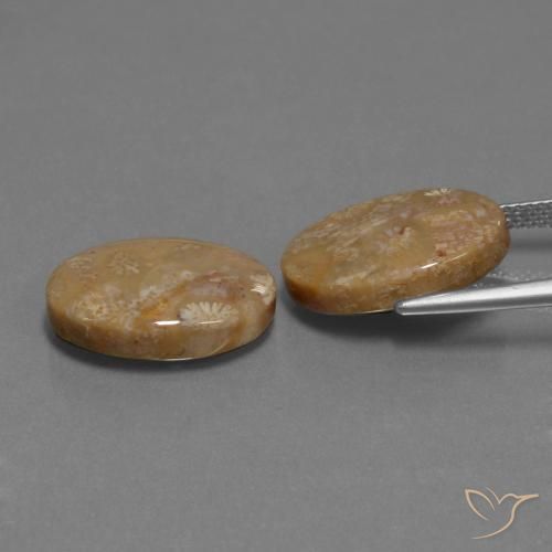 15.40 ct natürliche Mehrfarbig Korallen-Fossil-Edelsteine, Oval, Lichtundurchlässig
