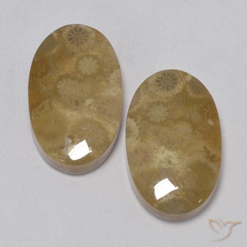 24.67ctw Natürlicher Mehrfarbig Korallen-Fossil, Oval, Lichtundurchlässig