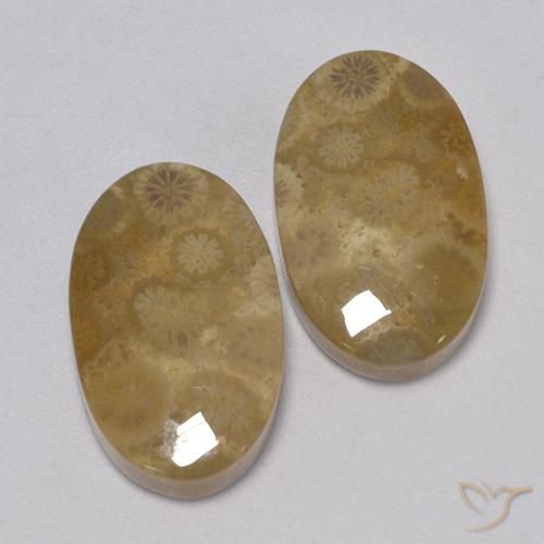 24.67 ct natürliche Mehrfarbig Korallen-Fossil-Edelsteine, Oval, Lichtundurchlässig