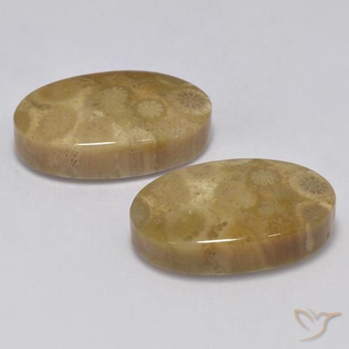 24.67 ct natürliche Mehrfarbig Korallen-Fossil-Edelsteine, Oval, Lichtundurchlässig