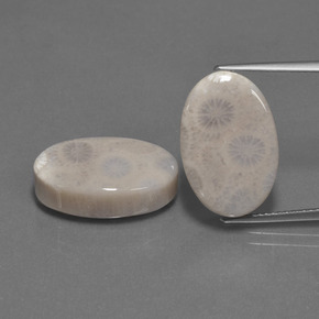  ct natürliche Mehrfarbig Korallen-Fossil-Edelsteine, Oval Schliff, Lichtundurchlässig