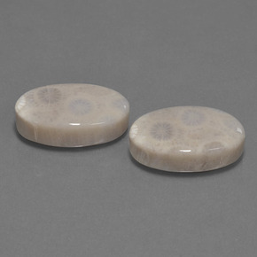  ct natürliche Mehrfarbig Korallen-Fossil-Edelsteine, Oval Schliff, Lichtundurchlässig