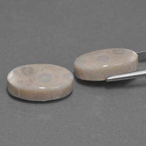  ct natürliche Mehrfarbig Korallen-Fossil-Edelsteine, Oval Schliff, Lichtundurchlässig