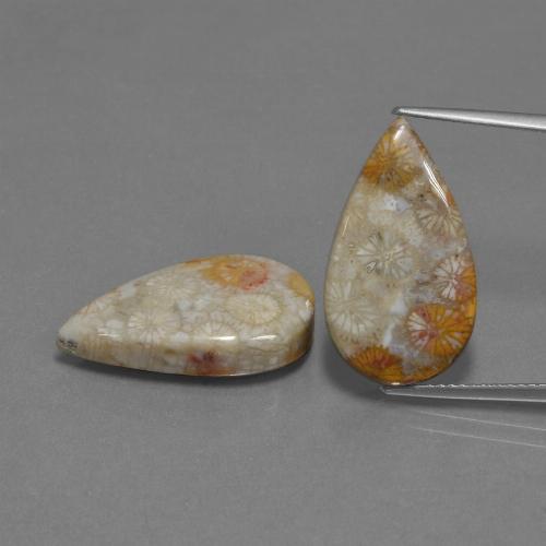 18.07 ct natürliche Mehrfarbig Korallen-Fossil-Edelsteine, Birnenform, Lichtundurchlässig