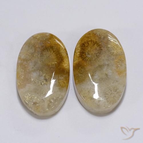 26.28 ct natürliche Mehrfarbig Korallen-Fossil-Edelsteine, Oval, Lichtundurchlässig