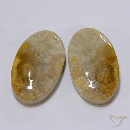 26.28 ct natürliche Mehrfarbig Korallen-Fossil-Edelsteine, Oval, Lichtundurchlässig