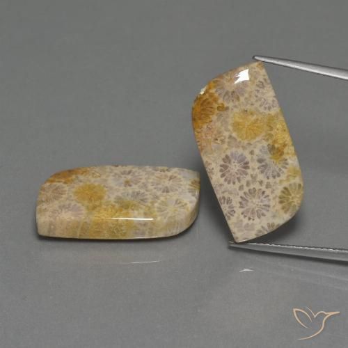 30.44ctw Natürlicher Mehrfarbig Korallen-Fossil, Fantasie, Lichtundurchlässig