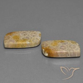30.44 ct natürliche Mehrfarbig Korallen-Fossil-Edelsteine, Fantasie, Lichtundurchlässig