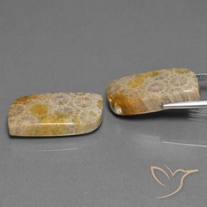 30.44 ct natürliche Mehrfarbig Korallen-Fossil-Edelsteine, Fantasie, Lichtundurchlässig