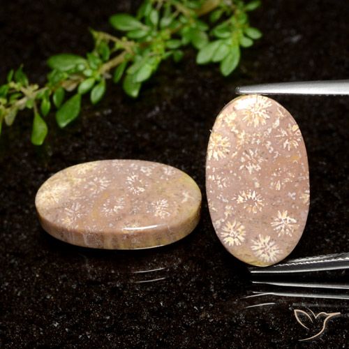21.04ctw Natürlicher Mehrfarbig Korallen-Fossil, Oval, Lichtundurchlässig