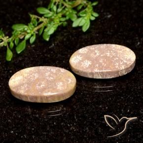 21.04 ct natürliche Mehrfarbig Korallen-Fossil-Edelsteine, Oval, Lichtundurchlässig