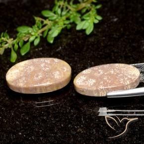 21.04 ct natürliche Mehrfarbig Korallen-Fossil-Edelsteine, Oval, Lichtundurchlässig