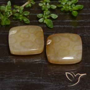 26.38 ct natürliche Mehrfarbig Korallen-Fossil-Edelsteine, Kissen, Lichtdurchlässig