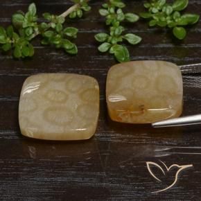 26.38 ct natürliche Mehrfarbig Korallen-Fossil-Edelsteine, Kissen, Lichtdurchlässig