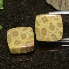 22.09 ct natürliche Mehrfarbig Korallen-Fossil-Edelsteine, Quadrat, Lichtundurchlässig