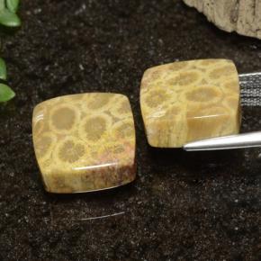 22.09 ct natürliche Mehrfarbig Korallen-Fossil-Edelsteine, Quadrat, Lichtundurchlässig