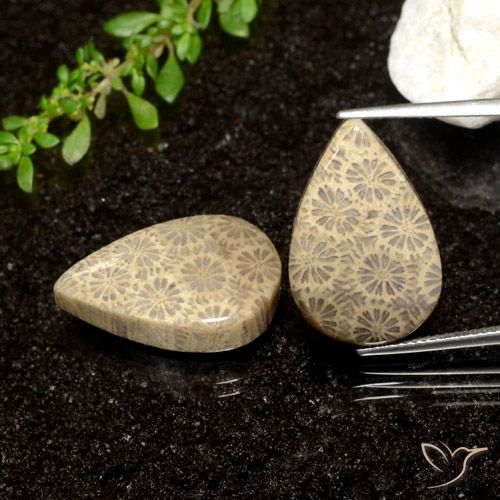 26.61ctw Natürlicher Mehrfarbig Korallen-Fossil, Birnenform, Lichtundurchlässig