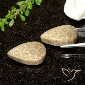 26.61 ct natürliche Mehrfarbig Korallen-Fossil-Edelsteine, Birnenform, Lichtundurchlässig