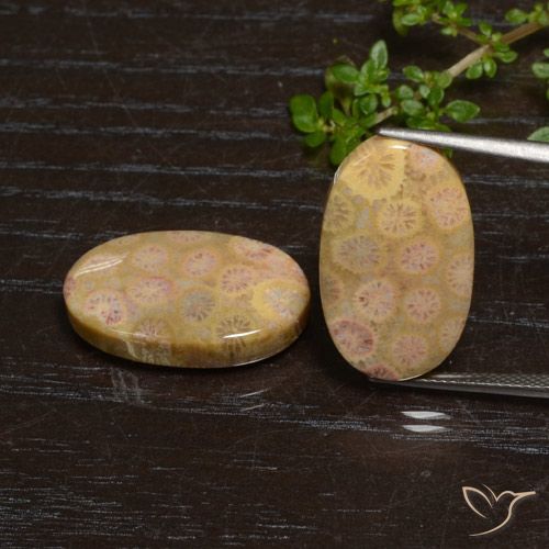 24.57ctw Natürlicher Mehrfarbig Korallen-Fossil, Oval, Lichtundurchlässig