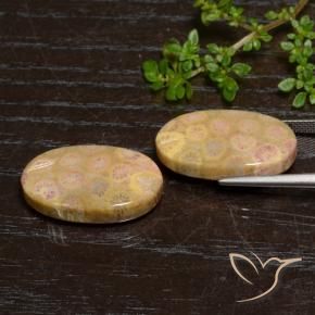 24.57 ct natürliche Mehrfarbig Korallen-Fossil-Edelsteine, Oval, Lichtundurchlässig