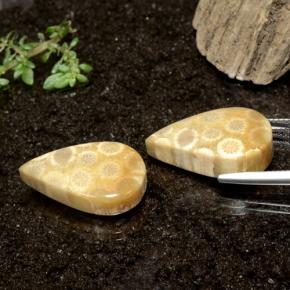 28.50 ct natürliche Mehrfarbig Korallen-Fossil-Edelsteine, Birnenform, Lichtundurchlässig