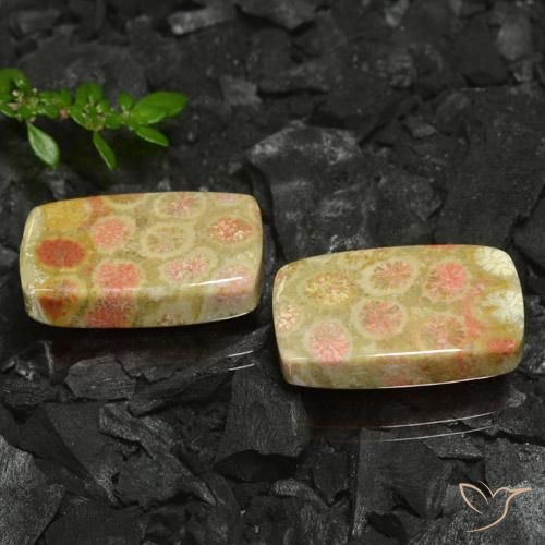 35.26 ct natürliche Mehrfarbig Korallen-Fossil-Edelsteine, Kissen, Lichtundurchlässig