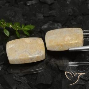 30.12 ct natürliche Mehrfarbig Korallen-Fossil-Edelsteine, Kissen, Lichtundurchlässig