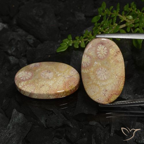 22.78ctw Natürlicher Mehrfarbig Korallen-Fossil, Oval, Lichtundurchlässig