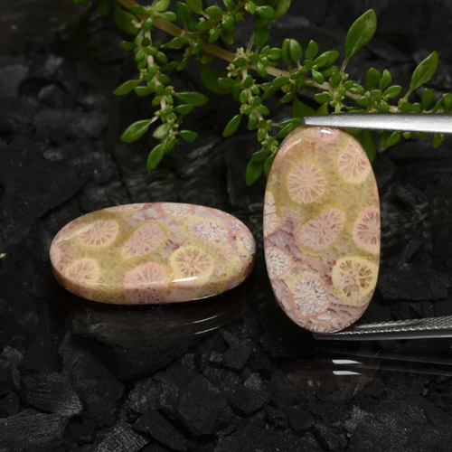 23,62 ct natürliche mehrfarbiger Fossile Koralle-Edelsteine, Oval Schliff, Lichtundurchlässig