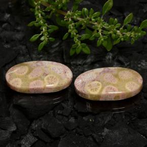 23,62 ct natürliche mehrfarbiger Fossile Koralle-Edelsteine, Oval Schliff, Lichtundurchlässig