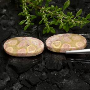 23,62 ct natürliche mehrfarbiger Fossile Koralle-Edelsteine, Oval Schliff, Lichtundurchlässig
