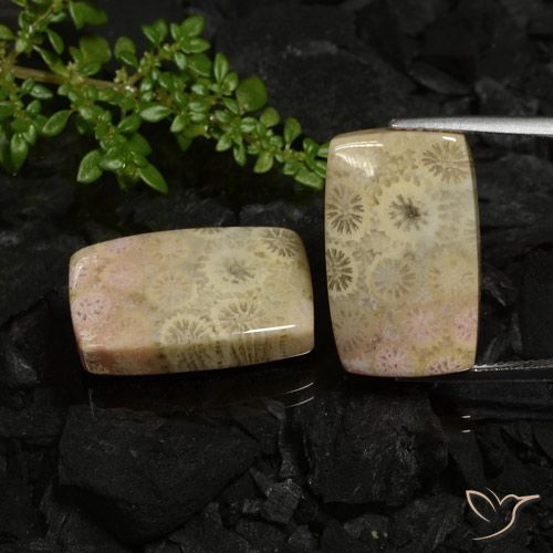 30.12ctw Natürlicher Mehrfarbig Korallen-Fossil, Kissen, Lichtundurchlässig