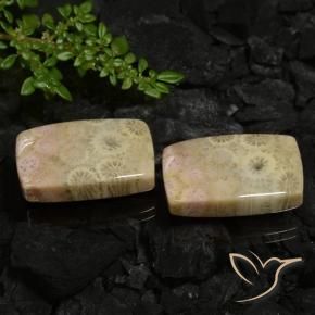 30.12 ct natürliche Mehrfarbig Korallen-Fossil-Edelsteine, Kissen, Lichtundurchlässig