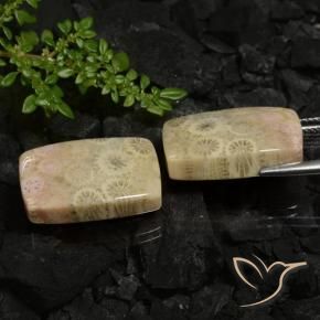 30.12 ct natürliche Mehrfarbig Korallen-Fossil-Edelsteine, Kissen, Lichtundurchlässig