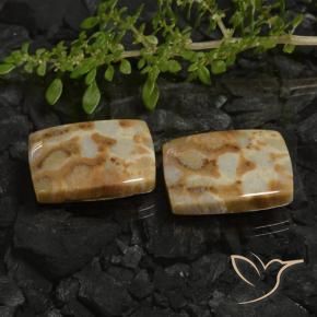 28.19 ct natürliche Mehrfarbig Korallen-Fossil-Edelsteine, Kissen, Lichtundurchlässig