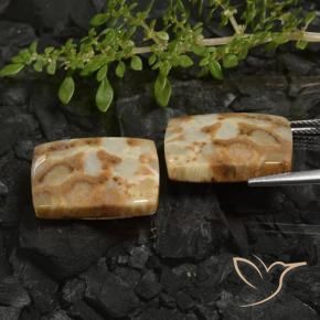 28.19 ct natürliche Mehrfarbig Korallen-Fossil-Edelsteine, Kissen, Lichtundurchlässig