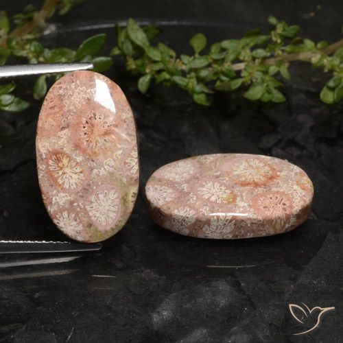 19.81ctw Natürlicher Mehrfarbig Korallen-Fossil, Oval, Lichtundurchlässig
