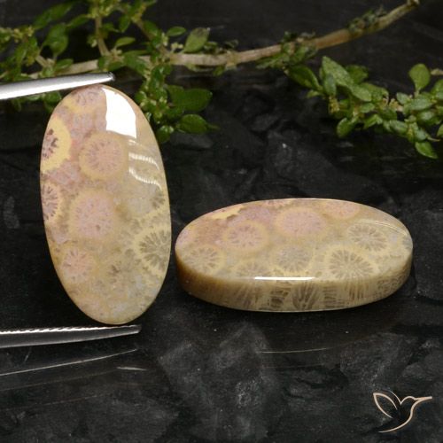27.43ctw Natürlicher Mehrfarbig Korallen-Fossil, Oval, Lichtundurchlässig