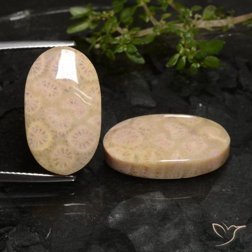 22.27ctw Natürlicher Mehrfarbig Korallen-Fossil, Oval, Lichtundurchlässig